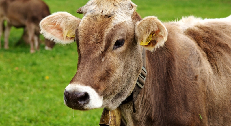 Feeding for beef and dairy cattle